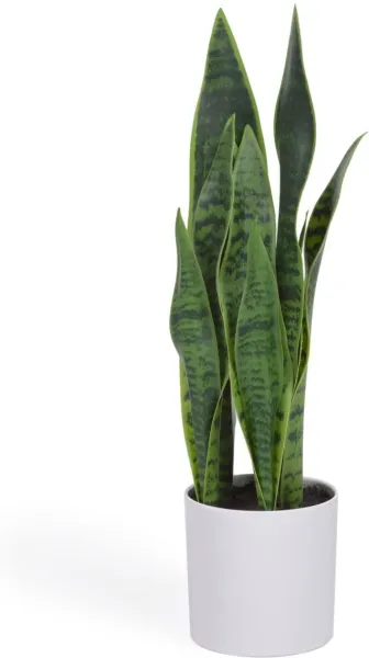 Sansevieria, Kunstig plante, hvit, H55x18x19 cm